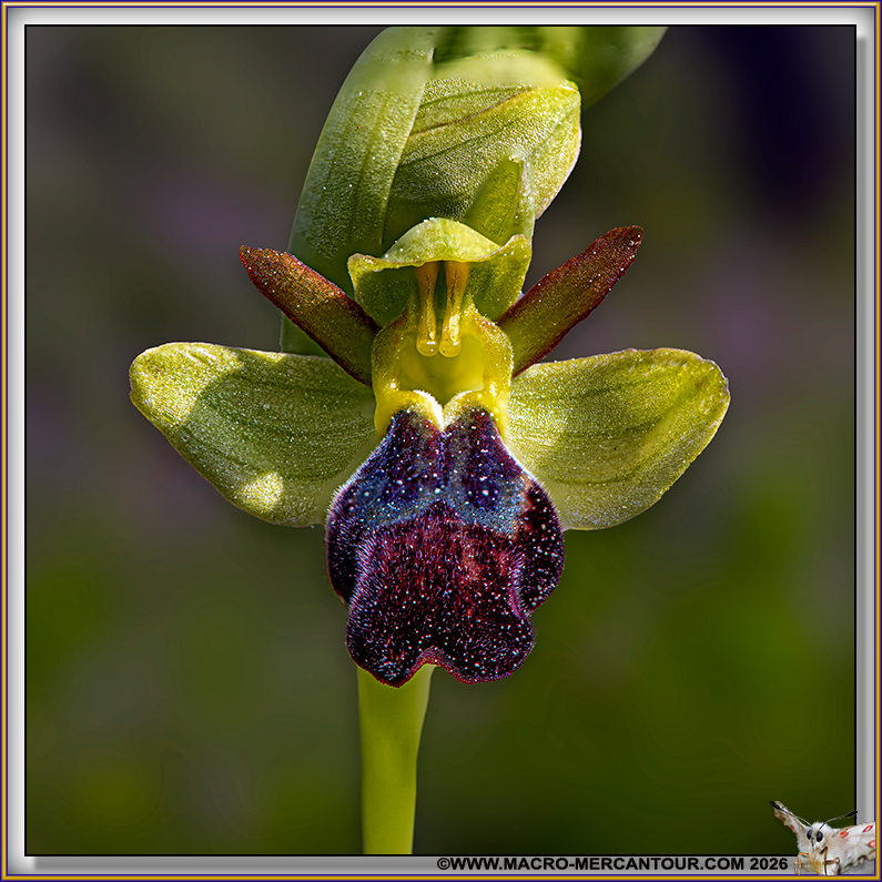 Ophrys brun